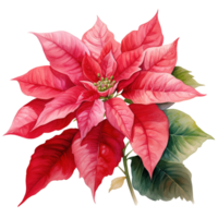 Poinsettia Flower For Christmas Event. Watercolor Style. AI Generated png