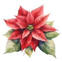 Poinsettia Flower For Christmas Event. Watercolor Style. AI Generated png