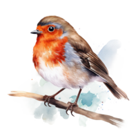 Robin Bird For Christmas Event. Watercolor Style. AI Generated png