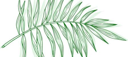 Green Palm Leaf Outline Nature Abstract background Wallpaper vector