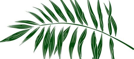 Green Palm Leaf Abstract background Wallpaper vector