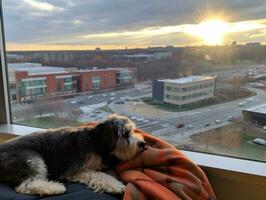 Pensive dog resting on a soft couch with a view of the city AI Generative photo