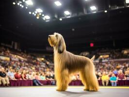 Well-behaved dog participating in a show, beautifully groomed AI Generative photo