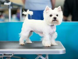 Well-behaved dog participating in a show, beautifully groomed AI Generative photo