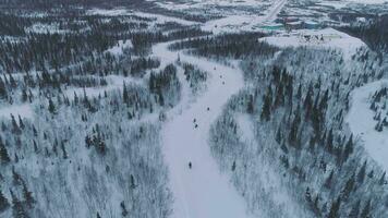 Riding on Snowmobiles in Coniferous Forest. Aerial Vertical View. Drone is Pursuing and Flying Forward video