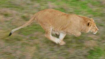 león masculino avisos presa y carreras. fauna silvestre caza. seco césped en antecedentes video