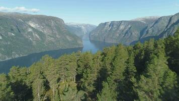 Aurlandsfjord wie ein Teil von Sognefjord im Norwegen und Grün Berg mit Bäume beim sonnig Sommer- Tag. Landschaft von norwegisch Fjord. Antenne verraten Schuss. Drohne ist fliegend nach vorne, Kamera ist kippen oben video