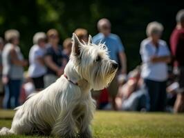 Well-behaved dog participating in a show, beautifully groomed photo