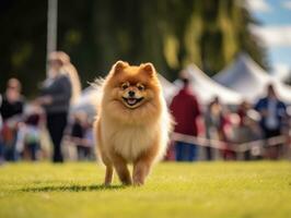 Well-behaved dog participating in a show, beautifully groomed photo