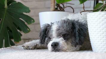 cute dog lying on fluffy rug, hiding between home plants in cozy light living room interior video