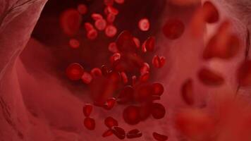 rojo sangre células en un vena video