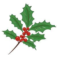 holly leaves decorative vector