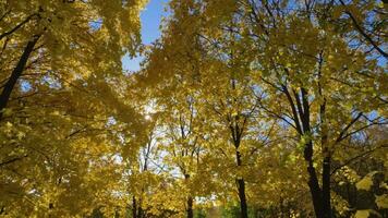 Park oder Wald mit Gelb Ahorn Bäume beim sonnig Herbst Tag mit Blau Himmel. Kamera ist Schwenken. schleppend Bewegung. Sonne ist schimmernd durch Bäume video