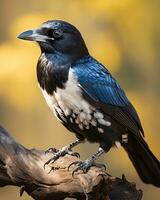 ai generative Close up image of an Australian magpie. photo