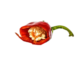 chili peper PNG transparant achtergrond