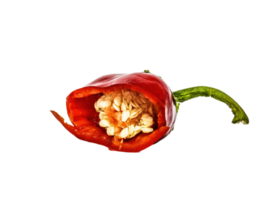 Chili Pfeffer png transparent Hintergrund