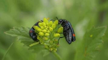 twee mijnlabris kevers eten geel bloemen. langzaam beweging. detailopname macro visie video