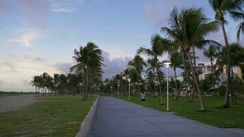 uomo è jogging nel lummus parco nel mattina. verde palma alberi. chiaro cielo. miami spiaggia, Stati Uniti d'America video