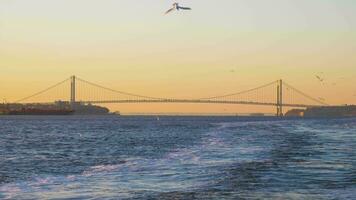 verrazzano Brücke und Möwe im das Morgen. Aussicht von das Boot. Neu York Stadt, vereinigt Zustände von Amerika. schleppend Bewegung video