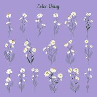 Set of daisy flowers. Chamomile illustration. Vector. vector