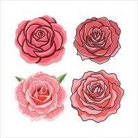 Set of pink Rose vector illustration