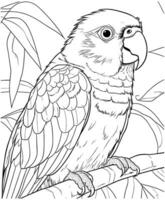 Sun Conure coloring page for kids vector