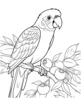 Sun Conure coloring page vector