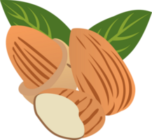 Almond nuts PNG