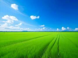 green field and blue sky photo