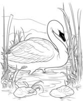 Swan coloring page line art vector
