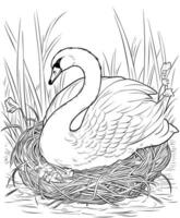 Swan in the nest coloring page vector