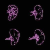 Spleen milt anatomy icons set vector neon