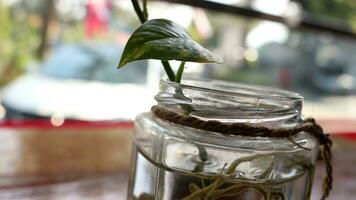 plantas en botellas en el mesa foto