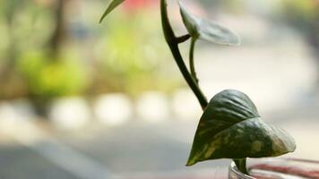 plantas en botellas en el mesa foto