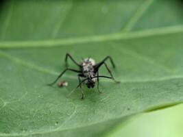 Ant Macro Photography photo