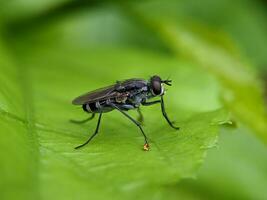 House Fly Macro Photography photo