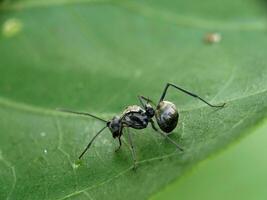 Ant Macro Photography photo