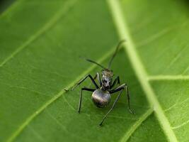 Ant Macro Photography photo