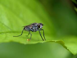 House Fly Macro Photography photo