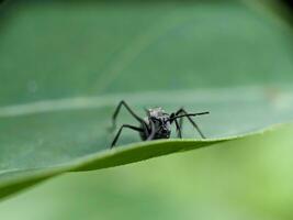 Ant Macro Photography photo