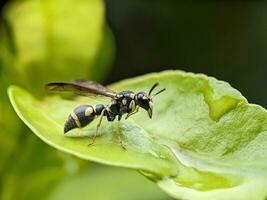 Wasp Macro Photography photo