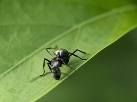 Ant Macro Photography photo