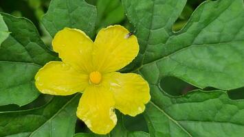 It is a yellow color flower of a bitter gourd vegetable plant. photo