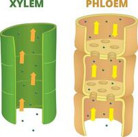 diferencias de xilema y líber ilustración vector