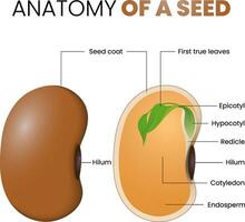 ilustración de frijol semilla anatomía vector