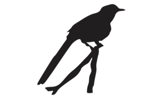 pose of a bird perched on a twig silhouette with a transparent background png