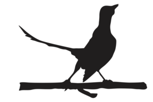 pose of a bird perched on a twig silhouette with a transparent background png