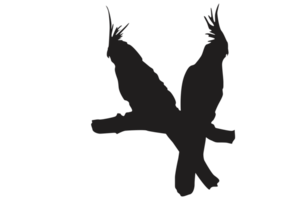 pose of a bird perched on a twig silhouette with a transparent background png