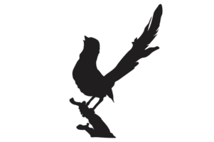 pose of a bird perched on a twig silhouette with a transparent background png