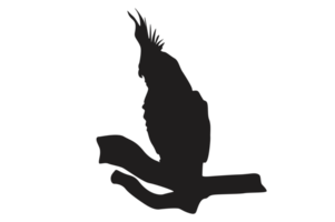pose of a bird perched on a twig silhouette with a transparent background png